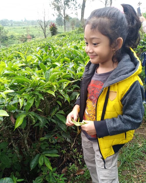 Ke kebun teh. .
.
Minggu lalu Naya memilih kebun teh daripada berenang atau ke pantai. Waw tumben amat. Tapi saya udah curiga sesungguhnya, kok ni anak memilih kebun teh yah dibandingkan berenang di kolam yang banyak permainannya. .
.
Sesampainya di kebun teh sepertinya imajinasinya memang melebihi sekedar hamparan pohon teh, hahaha. Karena setelah selesai petik teh, si ucul langsung mengajak untuk membuat tehnya. Jadi sepertinya dia mikirnya lihat kebun teh akan seperti ke pabrik roti tempo hari, akan ada proses pembuatannya, hahahaha. Jadi teh yang biasa dia minum akan diolah di pabrik. 🤣🤣🤣 Wes ya kebun teh ya emang gitu aja naaaak, hahaha. Terus dehse bosen, yang ada matanya jelalatan liatin playground dekat area kebun. 😪😪 Makanya di kebun teh cuma sebentar lalu lanjut ke taman bunga. .
.
Lain kali ditunjukin dulu dah cem mana lokasi tujuannya, hahaha. 😂
.
.
#clozetteid #clozettehijab #clozettedaily #starclozetter #nayandraalishalatief #weekendvibes #weekendwellspent #socialmediamom #kidsofinstagram #familytime #qualitytime #parenting #love #daughter #kebunteh #backtonature #teamoppo #OppoF7