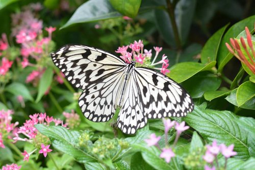 Kupu-kupu ini adalah 3 jenis kupu-kupu tropis yang ada di Butterfly Garden, Changi Airport. MashaaAllah lengkapnya memang bandara Changi ya. Ini masih edisi #throwback butuh piknik, hahaha. 😂😂..#clozetteid #clozettedaily #starclozetter #butterfly #butterflygarden #changiairport #naturephotography #d5200 #nikond5200 #nikonphotography