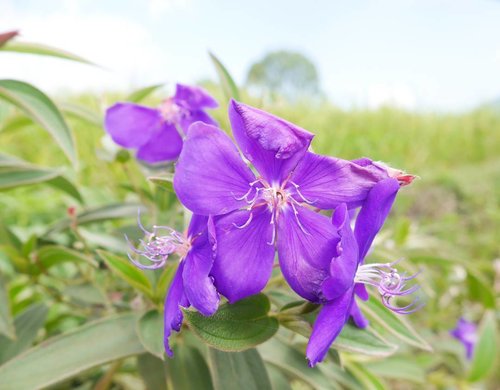 BeYOUtiful violet~
#flower #violet #beautiful #paddyfield #green #nature #naturelovers #batu #batucity #malang #lifestyle #photooftheday #pictureoftheday #clozetteid