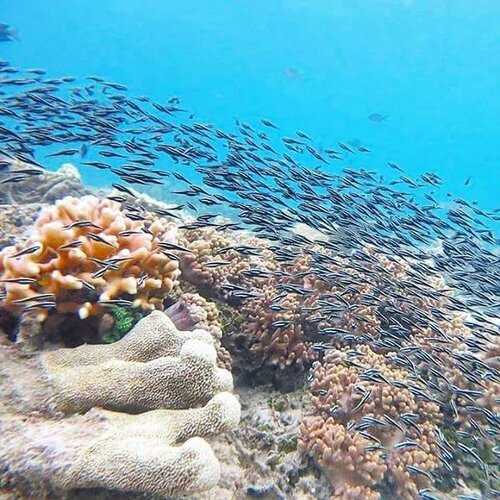 #BestofIndonesia
You can see catfish (and turtle too!) under our room at Derawan island 😍😍
Yes, under the dock and under our room! 🙌
📷 by Jowvy Kumala
#catfish #coral #Derawanisland #derawan #island #Borneo #Kalimantan #Indonesia #dock #water #beach #sea #travel #traveling #traveller #vacation #bestvacations #holiday #lifestyle #fish #nature #naturelovers #Indonesiaonly #wonderfulIndonesia #PesonaIndonesia #clozetteID #clozetteambassador #melengkapiIndonesia