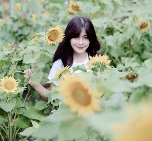 2019, secerah ituuu 🌻 💛 ada aamiin? 😊.Happy New year! 🎊🎉 Bismillah 🙏1st post of 2019..O ya, malam tahun baru semalam, kami sekeluarga dengan santainya tidur. KO abis dari gunung 🤣🤣Merasakan jadi orang normal, di hari yang normal, dengan kondisi normal :).#happynewyear #happynewyear2019 #selamattahunbaru #goodbye2018 #clozetteid #bungamatahari #sunflower#firstpost #yellow #flowers