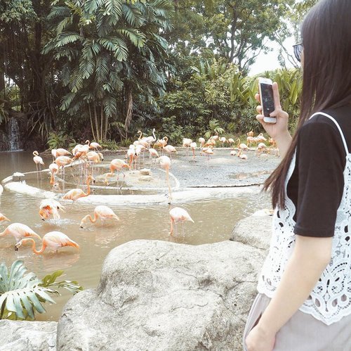Lagi selfie atau lagi fotoin burung? 😜😜.#letstraveltiff #visitsingapore #singaporeinsiders #igsg #singapore #exploresingapore #todayweexploresg #clozetteid