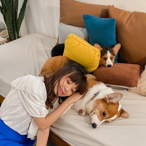 Let’s take a nap 💤 Find out where this is on the last post or on my TIKTOK ♥️ you’ll see how happy am I, rare sight to see me laugh so brightly 😂🐶 my heart is full ! ....📸 @priscaangelina .....#corgi #style #shotoniphone #doggy #cute #love #clozetteid #puppy #happy #exploretocreate #explorejakarta #happiness