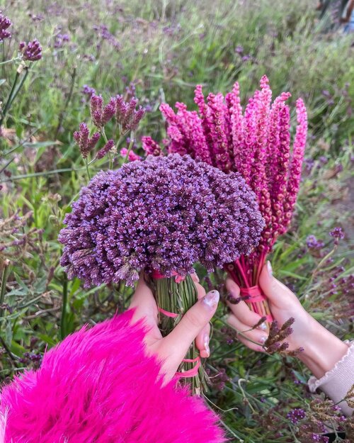 🌸🍃🌿 Eternal bloom of this everlasting flower, Edelweiss! 
.
.
.
.
.
#flowers #edelweiss #bromo #travel #bloom #exploretocreate #love #pink #shotoniphone #shotbystevie #clozetteid