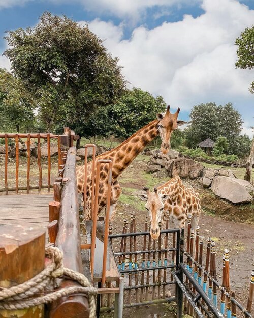 Greeted by these cuties 🦒 can’t wait to explore more of @tamansafariprigen ! 
.
.
.
.
#exploretocreate #exploreindonesia #girrafe #clozetteid #staycation #vacation #holiday #happy #shotoniphone #tamansafari #tamansafariprigen