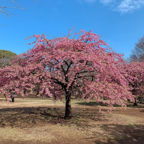 💕🌸💘 Live in the moment.........#unfiltered #shotoniphone #instastyle #style #bestoftheday  #throwback #styleinspo #whatiwore #love #throwback #cherryblossom #spring #clozetteid #japan #tokyo