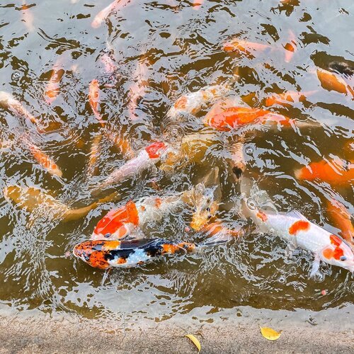 Koi fish symbolize good luck, abundance and perseverance 🍀 May this week be great and striving ❤️.....#shotoniphone #koi #exploretocreate #fish #exploretocreate #love #clozetteid