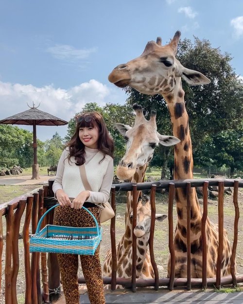 Giraffe 🦒 feeding @baobab.safariprigen ! Never been this close to any exotic animals before 🥰 They’re all so cute and gentle. Spotted the shortie little one called covid 🤣 since it was born during this pandemic season. Traveling during this time requires so much effort yet this short gateway with these beautiful creatures seem to sweep all the tiredness away. 
.
.
📸 @priscaangelina .
.
.
.
.
.

.
.
.
#exploretocreate #exploreindonesia #girrafe #clozetteid #staycation #vacation #holiday #happy #shotoniphone #tamansafari #tamansafariprigen #ootd