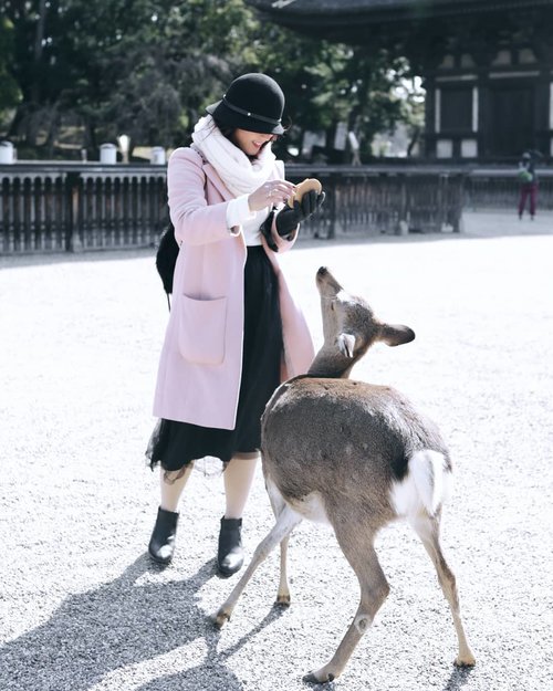A day at #Nara. 
Feeding deers & play with them. 
Felt like Snow White playing with bambi 🦌😛 #ClozetteID #traveling #narapark #Japan