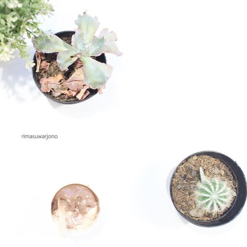 Bloom where you are planted .
.
.
.
.
.
#flatlays #flatlaystyle #flatlaynation #cactus #whiteaddict #minimalist #ggrep #whiteaesthetic #tumblrpost #clozetteid