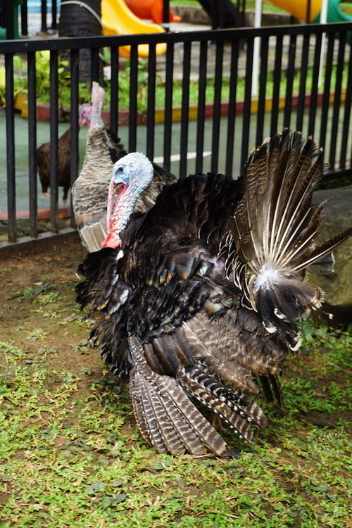 Beautiful Turkey with its feathers spread.
#ClozetteID
#StarClozetter