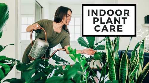 How To Care For Indoor Plants | Best House Plants - YouTube