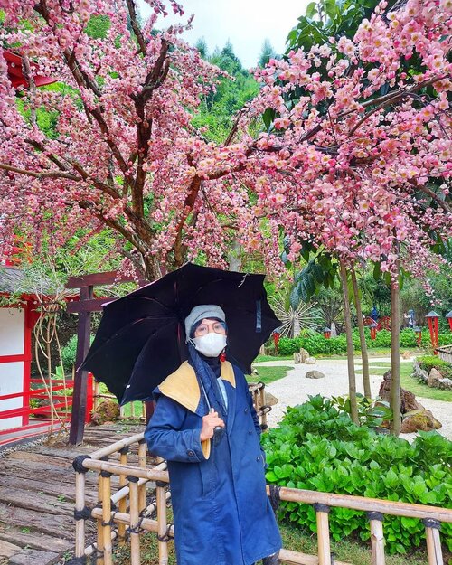 Waktu Indonesia bagian musim semi mengucapkan mohon maaf lahir batin ya teman-teman 🙏Selamat menjalankan ibadah puasa dengan khusyuk sampai lebaran nanti. Semangat selalu 🌸🏵🌺인도네시아에 봄이왔다 🌸😋🌸Spring in Indonesia 🤭 Happy Fasting 😷...#AyoPakaiMasker #봄#꽃 #꽃스타그램 #동백꽃 #봄 #일상 #이슬람교도 #이슬람교 #spring #sakura #happyspring #daily #photooftheday #flower #cherryblossom #flower #beautiful #wonderfulindonesia #wonderful_places #wonderfulplaces #mytripmyadventure #exploreindonesia #pesonaindonesia #happy #ootd #hotd #traveler #jilbabtraveler #hijabtraveler #hijabstyle #clozetteid