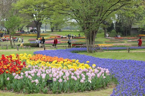 Pengen banget bikin blog post dan bikin lookbook OOTD di taman cantik ini. Showa Kinen Park-Japan. Selengkapnya ada di blog post terbaru #nianastitidotcom ya. Photo by Mas Roni yg gamau nongol di socmed 😆
.
.
#showakinenpark #showakinen #showakinentulipgarden #japan #japantrip #clozetteid #clozettetravel #ggrep #blogupdate #explorejapan