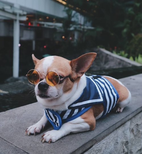 Wagelaseh! My dog is cooler than me.@hero_vodka is visiting @dogdoesdisco_id at @centralparkmall. Wearing his new sailor harness and retro glasses😍......#potd #vscocam #vsco #vscophile #exploretocreate #peoplescreatives #photoshoot #igdaily #vscodaily #instadaily #photooftheday #justgoshoot #vscogood #clozetteid #snapseed #snapseeddaily #pets #webstapets #instapets #cutenessoverload #chihuahua #herothechihuahua #herochihuahua #onlychihuahuas #chihuahuafanatics #chihuahuaism #canoneosm3 #canonm3 #eosm3