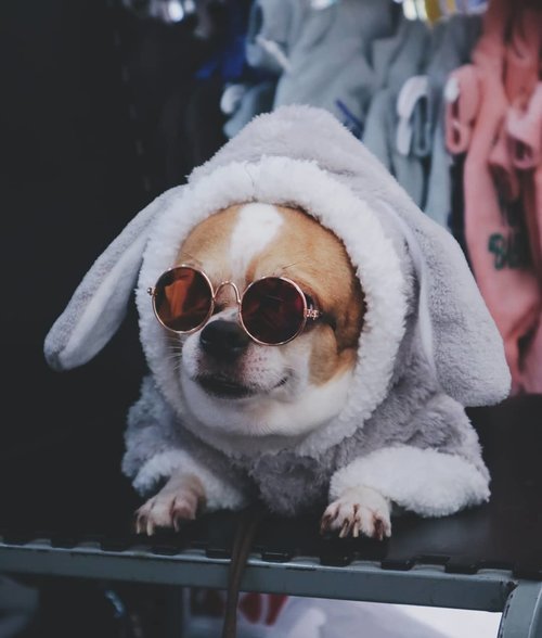 My dog is cooler than ...... (Fill in the blank).I say 'Me' My dog is cooler than me😣.....#potd #vscocam #vsco #vscophile #exploretocreate #peoplescreatives #photoshoot #igdaily #vscodaily #instadaily #photooftheday #justgoshoot #vscogood #clozetteid #snapseed #snapseeddaily #pets #webstapets #instapets #cutenessoverload #chihuahua #herothechihuahua #herochihuahua #onlychihuahuas #chihuahuafanatics #chihuahuaism #canoneosm3 #canonm3 #eosm3