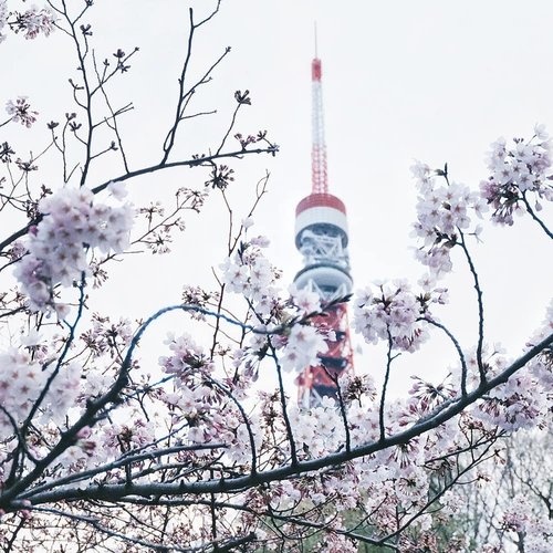 That one not-so-perfect sakura x Tokyo Tower shot I took before my camera died. My latest blogpost link about cherry blossom is still in my bio, click to read 🤗
.
.
.
#clozetteid #japanloverme #ggrep #fujifilmxa2 #japantravel #travelblogger #travel #cherryblossom #sakura #abmtravelbug #여행 #일본여행 #旅行