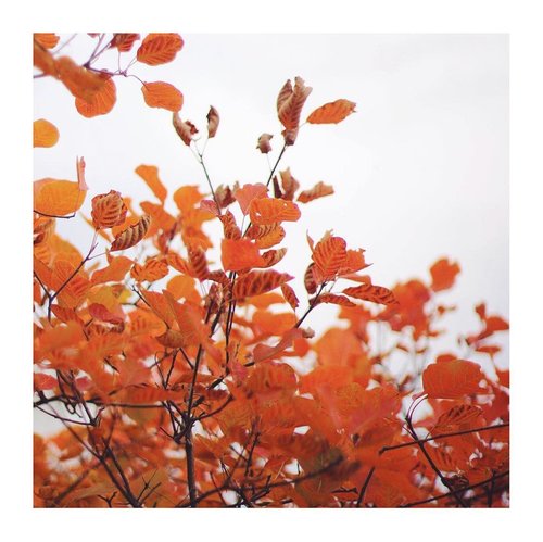 I "Fall" for you!.cr. Mingquan Xie..#fall #autumn #beijing #season #leaves #orange #sendu #clozetteid #fallseason  #asia