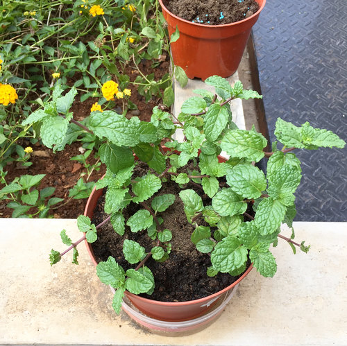 Minty mint in my garden!
Hasil tangan dinginnya .... Pak supir 👍🏻👍🏻👏🏻👏🏻
He's a keeper 😆
.
.
.
#mint #garden #instanature #clozetteid #kebunrumah