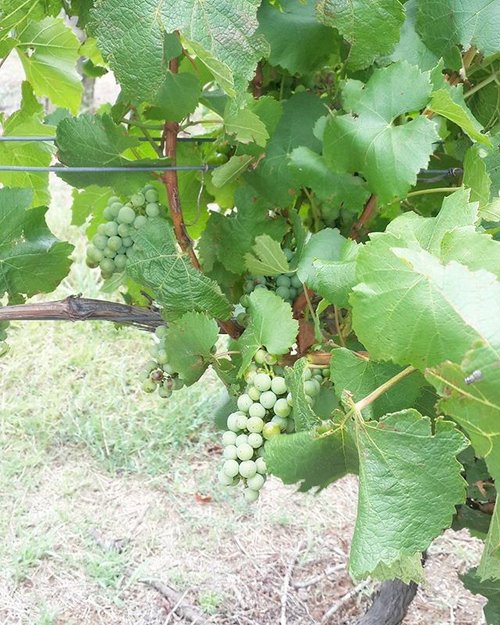 The vines at De Bortolli Vineyard.
🍷🍷
#poshplushtravel #debortoli #vineyard #winery #huntervalley #instatravel #instanature #travelling #jalanjalan #clozetteid #lifestyle #blogger #green