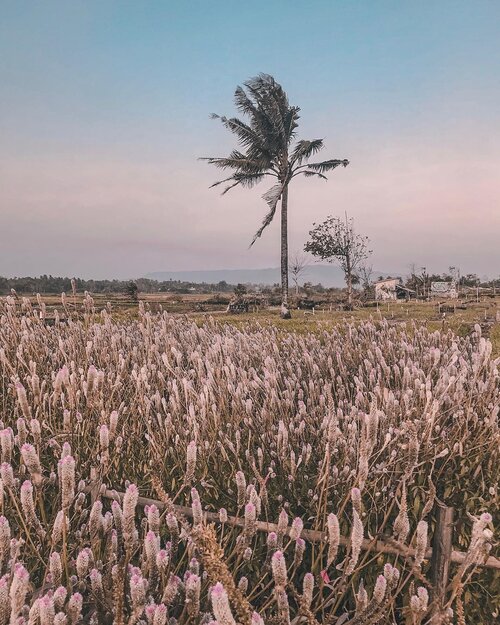 🌴 “At the end of the #roadtrip your feet should be dirty, your hair messy, and your eyes sparkling... “🌴⁣⁣⁣⁣⁣⁣⁣.⁣#fieldview #mothernature #earthpix #thisisjogja #explorejateng #yktripdiary #weekendgetaway #sheisnotlost #clozetteid⁣.⁣.⁣.⁣.⁣..⁣#jogjaiswonderful #indonesiaku #beautifuldestinations #goplayoutside #openmyworld #stayandwander #travelogue #naturelover #dametraveler #darlingescapes #girlsthatwander #sheexplores #piknikdong #wonderfulplaces #shotoniphone #travelersnotebook #travelgram #letsgosomewhere #visualwanderlust #postcardsfromtheworld