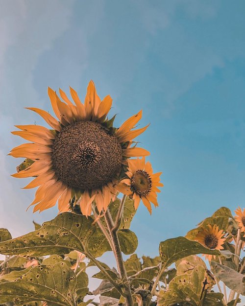 🌻 Sunflower Garden 🌻⠀⠀ ⠀⠀ ⠀⠀.#ladangbungamatahari #sunflowergarden #sunflowerfields #explorejateng #roadtrip #yktripdiary #weekendgetaway #summerholiday #sheisnotlost #clozetteid
