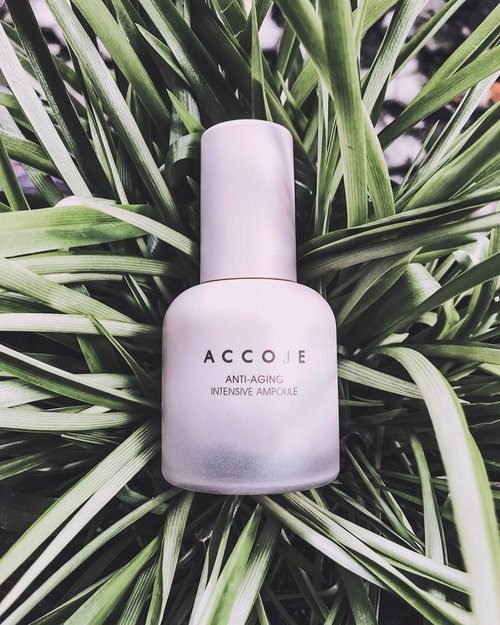 🍃 Anti-Aging Intensive Ampoule from @accoje_official is an essential anti aging skin treatment with silky texture and highly concentrated capsules serum. It also contains Jeju seaweed complex and peptides to help improve the appearance of fine lines especially on the cheek and under eye area.⁣
⁣
🍃One of my current fave product! Mudah diserap kulit tanpa rasa lengket, dan teksturnya enak banget di kulit. Bikin wajah jadi lembab terus, dan anti kusam. Recommended anti-aging skincare, cocok buat yang usia matang karena pemakaian rutin bisa bikin awet muda hehe ..⁣
⁣
⁣
This product is available worldwide (on SALE NOW!) at Charis 🤩👇🏻⁣
>> http://hicharis.net/yurishop/IgI⁣
⁣
⁣
⁣
⁣
#charis #charisceleb #accoje #antiagingintensiveampoule⁣
⁣
⁣
⁣
⁣
⁣
⁣
.⁣
#kbeauty #beautycommunity #rasianskincare #kbeautycommunity #beautyobsessed #beautygram #beautyessentials #beautyroutine #beautytalk #beautyrituals #skincareroutine #skincareregime #skincareritual #skinroutine #skincaregoals #clozetteid #facecareroutine #kbeautyreview #skincareaddiction #skincareblogger #skincareblog #skincarediary #skincarecommunity #shotoniphone #discoverunder10k #indonesianbeautyblogger