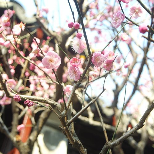 Not Sakura, but it's still purely beautiful. The plum blossom (梅花) is a friend of winter, it is a symbol of strength.

After knowing this I think I prefer plum blossom than Sakura.

Its five-petaled flower symbolizes 5 blessings: longevity, prosperity, health, virtue, and good living.

#travel #photooftheday #potd #plumblossom #ume #meihua #梅花 #cherryblossom #sakura #winter #travelinchina #suzhou #miniongoestochina #chinatrip #flower #follow4follow #like4like #clozetteid