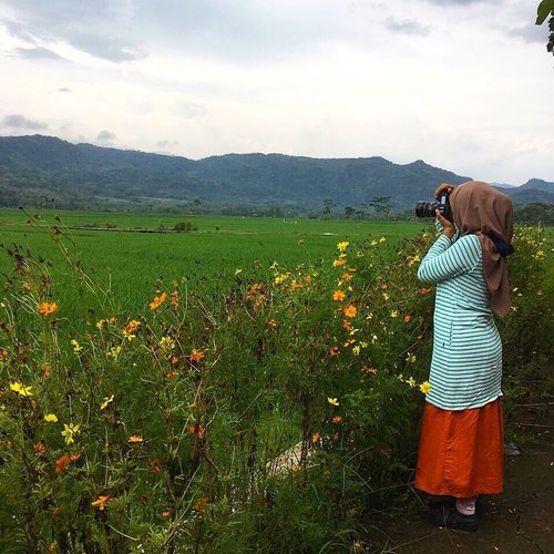 Capturing these hidden 'gems' in town (beautiful paddy fields and the hills behind) ✨🌾🌾🌾🌼🌸..#beautifulplace #thatsdarling #paddyfields #whataview #livefolk #ootd #outfit #fblogger #stripes #orangeskirt #clozetteid #ifbootd #abmstyle #abmlifeiscolorful #flowers #explorejogja #visitindonesia