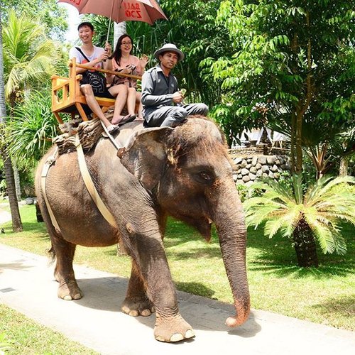 #throwback Elephant Ride to the jungle 🐘 @balizoo .
📷: @balizoo 
#clozette #clozetteid #balizoo #fun #bali #balitodo #baliactivity