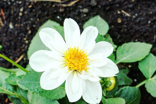 White flower for your Monday.Fresh, clean, and purify your mind.#whiteflower #flower #white #love #beauty #garden #clozetteID #monday #hello #beautiful #Japan #summerflower #summerholiday #kindness