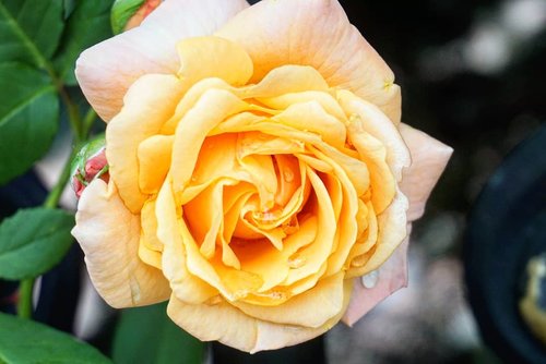 Beauty in the heart of the beholder.

Super in love with this yellow rose. So elegant and gorgeous. 
#yellowflower #goodmorning #yellowrose #rose #rosegarden #hokkaido #sapporo #travel #love #clozetteID #beauty #nature #beautiful #traveldiary #summerflower