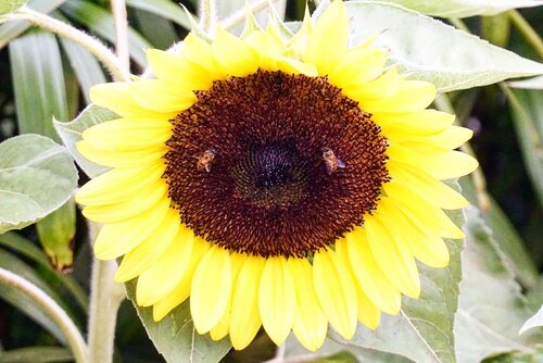 Where the buzzing bees buzz.#flowers #sunflower #Singapore #changiairport #nature #traveldiary #traveller #travelwithCarnellin #hello #Clozetteid #igers #igdaily #photography