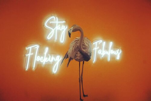 Good night "Stay Flocking Fabulous" 🦑(maap ga ada emoticon flamingo)_________#beauty #carnellinstyle #love #bird  #motd #lotd #ootd #photooftheday #photography #lookoftheday #lifeinJakarta #life  #hello  #lookbook #style #styleoftheday #ClozetteID#quote  #fabulous  #restaurantdesign #pink