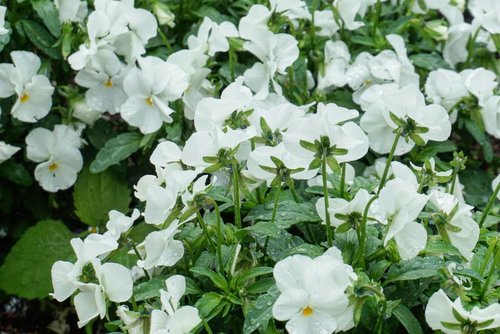 Maharishi Mahesh Yogi​ "Happiness radiates like the fragrance from a flower and draws all good things towards you." #whiteflower #flowers #beauty #clozetteID #summerinJapan #summerperfume #summerflower #love #Hokkaido #sapporo #traveldiary