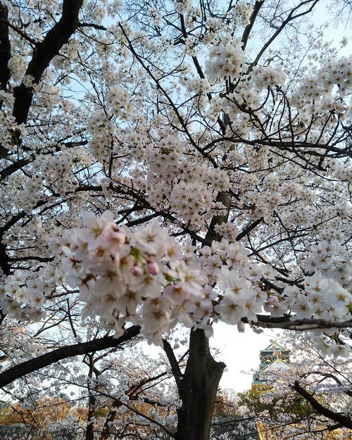 Can you find the hidden castle?

#castle #osaka #sakura #cherryblossom #Japan #traveldiary #beauty #triptoJapan #clozetteID #letsgo #travel #Spring
