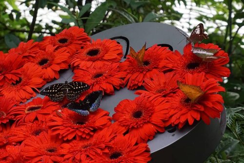 #butterfly #love #beauty #nature #travel #world #Butterflygarden #changiairport #terminal3 #trip #clozetteid #redflowers #flower #flora #fauna #garden