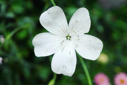 Pure white flower in the morningHellow#morning #goodmorning #whiteflower #beauty #summervacation #summerflower #summerholiday #love #letsgo #clozetteID #odoripark #sapporo #hokkaido #Japan
