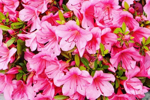 A gorgeous background from nature.Mau kemana kita hari ini? Sabtu-sabtu cari yang seger-seger yuk. Bosan kalo di mall terus. I wish Jakarta punya banyak banget taman yang family friendly. #flowers #pinkflower #hokkaido #Japan #summerholiday #love #summerflower #triptoJapan #clozetteID #travel #letsgo #beauty #traveldiary #sapporo #otaru #laketoya