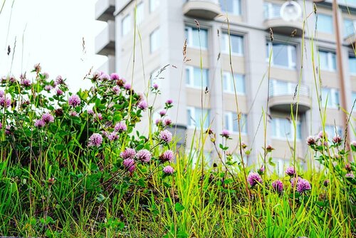 Wild flowers.Biar wild, tapi tetap cakep, kaya kamu meski ga dandan..... #beauty #summerholiday #traveldiary #summerflower #summerinJapan #flowers #wildflower #traveling #japan #greens #clozetteID