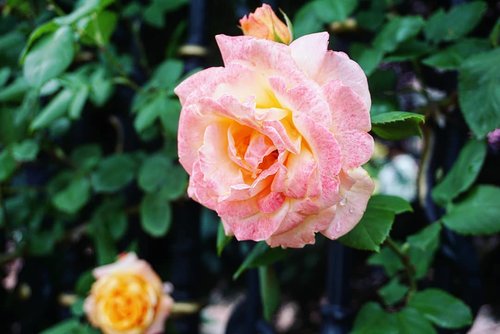 Roses are pink and yellow,
Violet are not yet to be seen,

I said hello,
Where have you been?

#pinkroses #rose #shiroikoibito #garden  #beauty #Japan #Hokkaido #trip #hello #clozetteID #nature #summerholiday #summerflower #flowergarden
