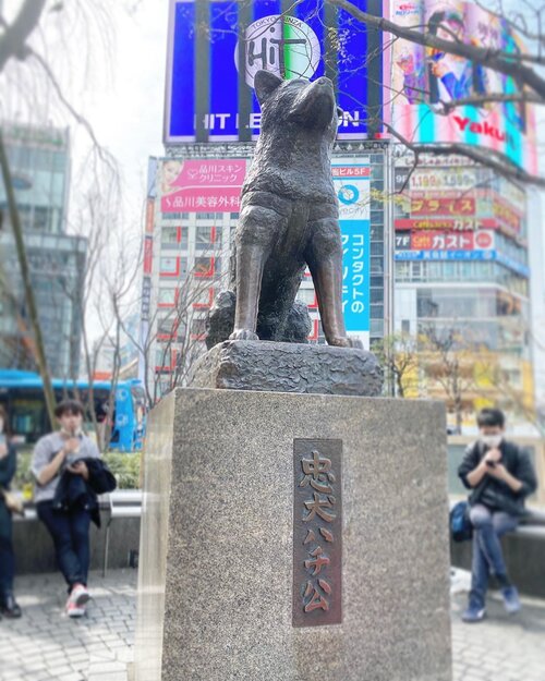 Photo taken exactly a month ago. Waktu masih boleh “hangout” di Shibuya, sekarang angka pasien positif Covid19 di Jepang sudah tinggi dan mengkhawatirkan; Begitu juga di Indonesia. Saat ini Presiden kita dan semua jajarannya sedang berusaha untuk menangani masalah ini sebaik mungkin. Sebisa mungkin. Sesuai dengan kapasitas dan kapabilitas bangsa kita karena ini penyakit yang semua harus ambil bagian dalam penanggulangan. 1. #dirumahaja 2. Jaga jarak saat harus keluar rumah, 2 meter minimal. Pakai masker dan rajin cuci tangan pakai sabun. 3. Kalau merasa tertular Covid 19, jelaskan semua gejala dengan jujur dan jangan sembunyikan fakta apapun saat berobat, ingat, sebagai pasien, perawatan pertama menentukan kesembuhan pribadi. Resiko nyawa sendiri dan semua orang disekitar jika perawatannya terlambat. #stayathome #staysafe #Japan #hello #igdaily #igers #clozetteID #instadaily #iglife #potd #photography #shibuya #travelwithCarnellin