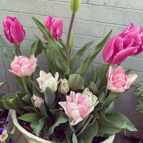 The most common meaning for tulips is perfect or deep love. Because tulips are one of the first flowers to bloom in the spring, they can mean rebirth......#flower #tulip #spring #beauty #travel #escape #clozetteID #life #pinktulip #nature #blessings