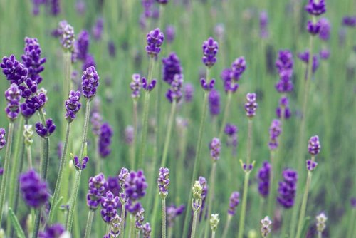 Good night everyone, have a peaceful dream.Salam dari emak-emak yang lagi ronda jagain anaknya yg demam 🤒#lavender #lavenderfarm #clozetteid #dreams #goodnight #sleepwell #sleepingbeauty #night