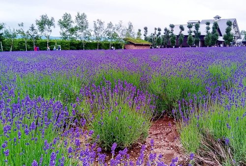 #lavender at #tomitafarm 
#lavenderfield #beauty #travel #letsgo #love #jalanjalan #Japan #furano #ClozetteID #hokkaido #Biei
