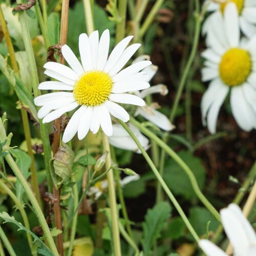 White Flowers

The delicate white blossoms represent honesty, purity, and perfection. White flowers are ideal when you are looking to communicate that wonderful combination of elegance and innocence

#flowers #whiteflower #love #nature #Clozetteid #photography #photooftheday #igdaily #igbeauty #lively #lovely #pure