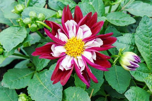 Happy Monday everyone.... #tomitafarm #furano #hokkaido #love #travel #summerinJapan #summerflower #beauty #clozetteID #flower #letsgo #Japan