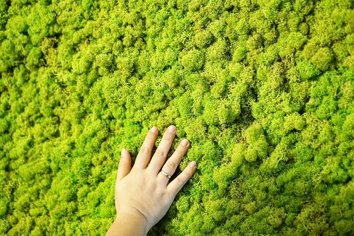 Indoor decoration yang lagi super heits di Singapore, it's a living breathing moss. So soft, so green and no need any sunlight, so it's perfect for a state of the art inside our home that is moist. So it is very low maintenance, doesn't need waterint at all, it absorb moist from the air. 
#moss #mosswall #indoordecoration #Singapore #decoration #interiordesign #love #life #Clozetteid #hello #indoorplants #plants