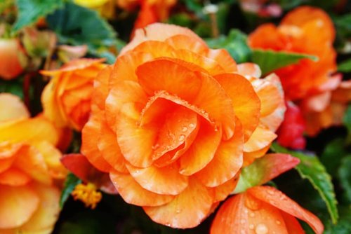 In a glance it looks like salmon sashimi 😋 maklum foodies sejati. But it's actually an orange tone rose. Gorgeous isn't it?! Jalan-jalan di #Hokkaido nemu banyaaaak banget bunga-bunga di pinggir jalan. Truly a nature paradise here. #orangerose #rose #nature #paradise #ClozetteID #beauty #flower #beautiful #lovely #laketoya #toyakun #summervacation #summerinjapan #triptojapan #rainydays
