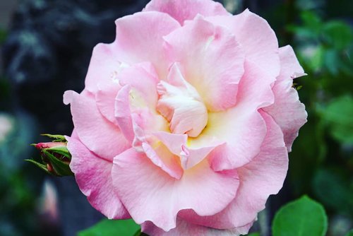 Oh yes! #TGIF weekend is coming on a speedy train chooo chooo 😍Have a gorgeously pink weekend ahead 😁#rose #pinkrose #flower #ClozetteID #love #Hokkaido #weekend #beauty #nature #summerinjapan #summervacation